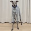 画像28: イタグレ服 S M L XL 2XL 3XLシースルードット柄 ロンパース つなぎ 小型犬 中型犬 大型犬 春夏 doggystar ドッギースター 即日発送できます (28)