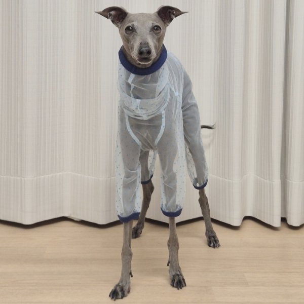 画像28: イタグレ服 S M L XL 2XL 3XLシースルードット柄 ロンパース つなぎ 小型犬 中型犬 大型犬 春夏 doggystar ドッギースター 即日発送できます (28)