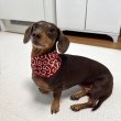 画像5: ダックスフンド バンダナ スカーフ 唐草模様 S M  春夏秋冬 アクセサリー 雑貨 doggystar ドッギースター  7月初旬入荷 (5)