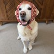 画像6: 小型犬 中型犬 大型犬 バンダナ スカーフ 唐草模様 S M L XL 春夏秋冬 アクセサリー 雑貨 doggystar ドッギースター  7月初旬入荷 (6)