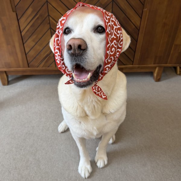 画像6: 小型犬 中型犬 大型犬 バンダナ スカーフ 唐草模様 S M L XL 春夏秋冬 アクセサリー 雑貨 doggystar ドッギースター  7月初旬入荷 (6)