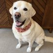 画像1: 小型犬 中型犬 大型犬 バンダナ スカーフ 唐草模様 S M L XL 春夏秋冬 アクセサリー 雑貨 doggystar ドッギースター  7月初旬入荷 (1)
