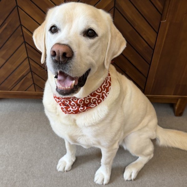 画像1: 小型犬 中型犬 大型犬 バンダナ スカーフ 唐草模様 S M L XL 春夏秋冬 アクセサリー 雑貨 doggystar ドッギースター  7月初旬入荷 (1)