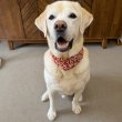 画像2: 小型犬 中型犬 大型犬 バンダナ スカーフ 唐草模様 S M L XL 春夏秋冬 アクセサリー 雑貨 doggystar ドッギースター  7月初旬入荷 (2)