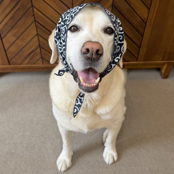 画像5: 小型犬 中型犬 大型犬 バンダナ スカーフ 唐草模様 S M L XL 春夏秋冬 アクセサリー 雑貨 doggystar ドッギースター  7月初旬入荷 (5)