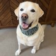 画像4: 小型犬 中型犬 大型犬 バンダナ スカーフ 唐草模様 S M L XL 春夏秋冬 アクセサリー 雑貨 doggystar ドッギースター  7月初旬入荷 (4)