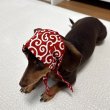 画像2: ダックスフンド バンダナ スカーフ 唐草模様 S M  春夏秋冬 アクセサリー 雑貨 doggystar ドッギースター  7月初旬入荷 (2)