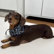 画像9: ダックスフンド バンダナ スカーフ 唐草模様 S M  春夏秋冬 アクセサリー 雑貨 doggystar ドッギースター  7月初旬入荷 (9)