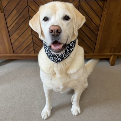 画像1: 小型犬 中型犬 大型犬 バンダナ スカーフ 唐草模様 S M L XL 春夏秋冬 アクセサリー 雑貨 doggystar ドッギースター 7月初旬入荷