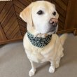 画像3: 小型犬 中型犬 大型犬 バンダナ スカーフ 唐草模様 S M L XL 春夏秋冬 アクセサリー 雑貨 doggystar ドッギースター  7月初旬入荷 (3)