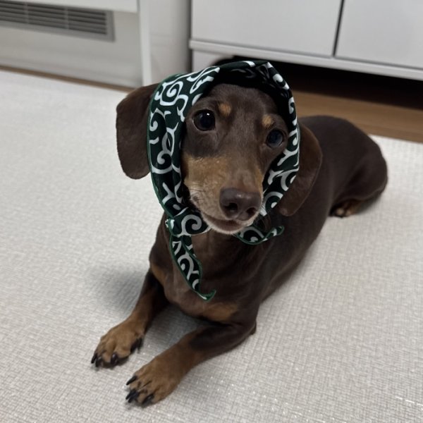 画像6: ダックスフンド バンダナ スカーフ 唐草模様 S M  春夏秋冬 アクセサリー 雑貨 doggystar ドッギースター  7月初旬入荷 (6)