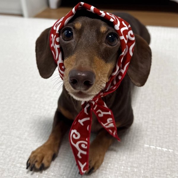 画像3: ダックスフンド バンダナ スカーフ 唐草模様 S M  春夏秋冬 アクセサリー 雑貨 doggystar ドッギースター  7月初旬入荷 (3)