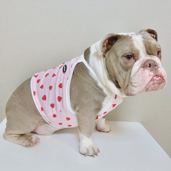 画像6: フレブル服  L XL 2XL 3XL 4XL 5XL 吸汗速乾 いちごメッシュ  クロップド タンクトップ 中型犬 大型犬 フレンチブルドッグ パグ 夏 doggystar ドッギースター 7月中旬発送 (6)