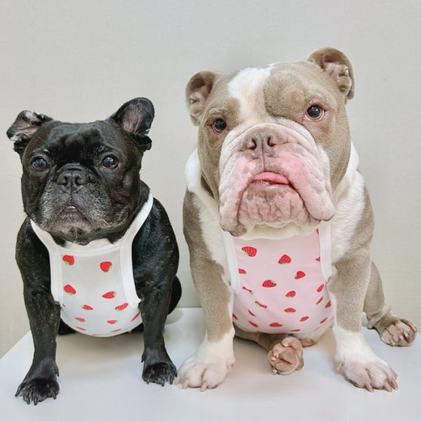 画像1: フレブル服  L XL 2XL 3XL 4XL 5XL 吸汗速乾 いちごメッシュ  クロップド タンクトップ 中型犬 大型犬 フレンチブルドッグ パグ 夏 doggystar ドッギースター 7月中旬発送 (1)