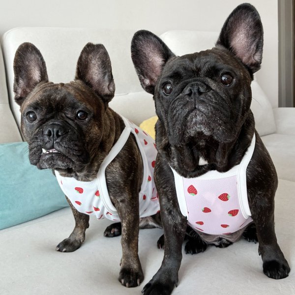 画像25: フレブル服  L XL 2XL 3XL 4XL 5XL 吸汗速乾 いちごメッシュ  クロップド タンクトップ 中型犬 大型犬 フレンチブルドッグ パグ 夏 doggystar ドッギースター 7月中旬発送 (25)