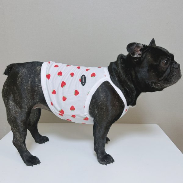 画像21: フレブル服  L XL 2XL 3XL 4XL 5XL 吸汗速乾 いちごメッシュ  クロップド タンクトップ 中型犬 大型犬 フレンチブルドッグ パグ 夏 doggystar ドッギースター 7月中旬発送 (21)
