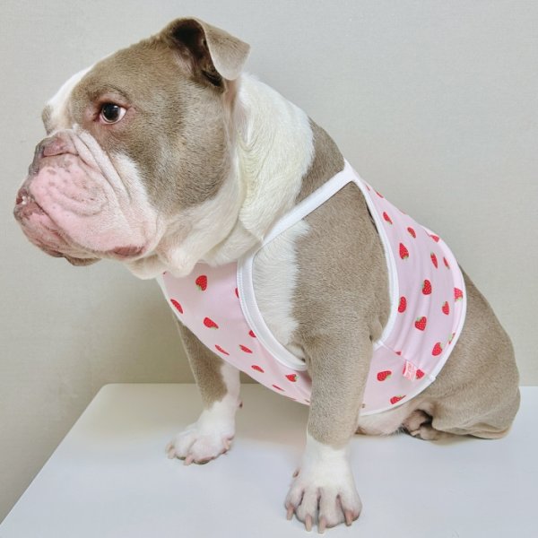 画像8: フレブル服  L XL 2XL 3XL 4XL 5XL 吸汗速乾 いちごメッシュ  クロップド タンクトップ 中型犬 大型犬 フレンチブルドッグ パグ 夏 doggystar ドッギースター 7月中旬発送 (8)