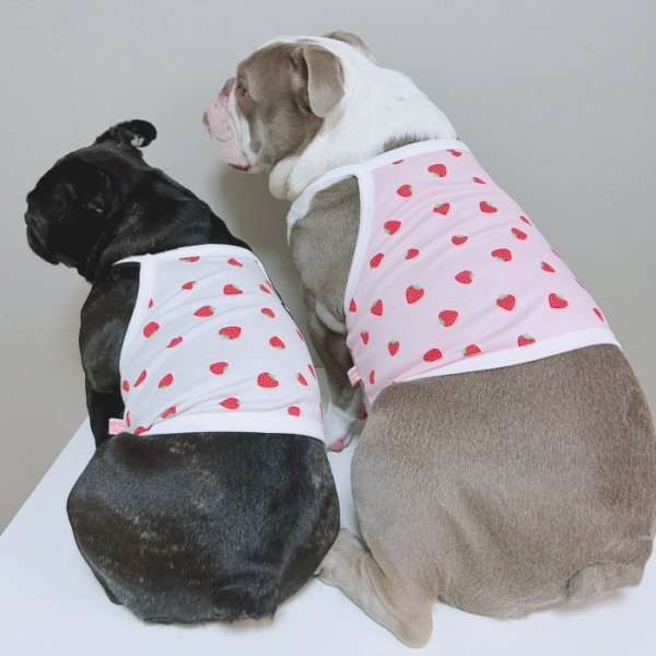 画像24: フレブル服  L XL 2XL 3XL 4XL 5XL 吸汗速乾 いちごメッシュ  クロップド タンクトップ 中型犬 大型犬 フレンチブルドッグ パグ 夏 doggystar ドッギースター 7月中旬発送 (24)