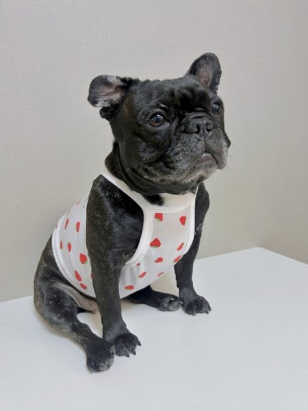 画像17: フレブル服  L XL 2XL 3XL 4XL 5XL 吸汗速乾 いちごメッシュ  クロップド タンクトップ 中型犬 大型犬 フレンチブルドッグ パグ 夏 doggystar ドッギースター 7月中旬発送 (17)
