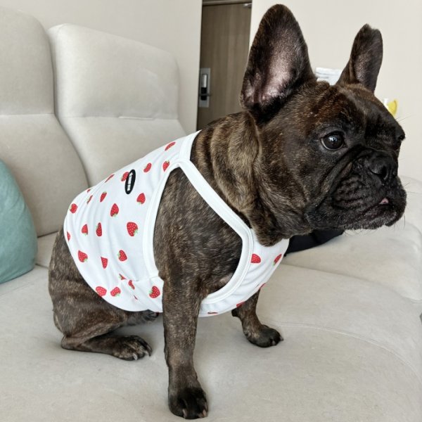 画像20: フレブル服  L XL 2XL 3XL 4XL 5XL 吸汗速乾 いちごメッシュ  クロップド タンクトップ 中型犬 大型犬 フレンチブルドッグ パグ 夏 doggystar ドッギースター 7月中旬発送 (20)