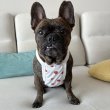 画像19: フレブル服  L XL 2XL 3XL 4XL 5XL 吸汗速乾 いちごメッシュ  クロップド タンクトップ 中型犬 大型犬 フレンチブルドッグ パグ 夏 doggystar ドッギースター 7月中旬発送 (19)