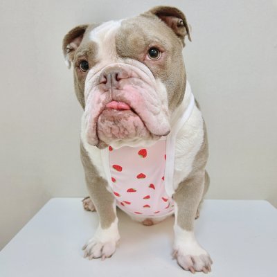 画像3: フレブル服  L XL 2XL 3XL 4XL 5XL 吸汗速乾 いちごメッシュ  クロップド タンクトップ 中型犬 大型犬 フレンチブルドッグ パグ 夏 doggystar ドッギースター 7月中旬発送