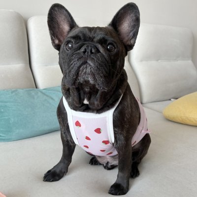 画像2: フレブル服  L XL 2XL 3XL 4XL 5XL 吸汗速乾 いちごメッシュ  クロップド タンクトップ 中型犬 大型犬 フレンチブルドッグ パグ 夏 doggystar ドッギースター 7月中旬発送