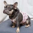 画像11: フレブル服  L XL 2XL 3XL 4XL 5XL 吸汗速乾 いちごメッシュ  クロップド タンクトップ 中型犬 大型犬 フレンチブルドッグ パグ 夏 doggystar ドッギースター 7月中旬発送 (11)
