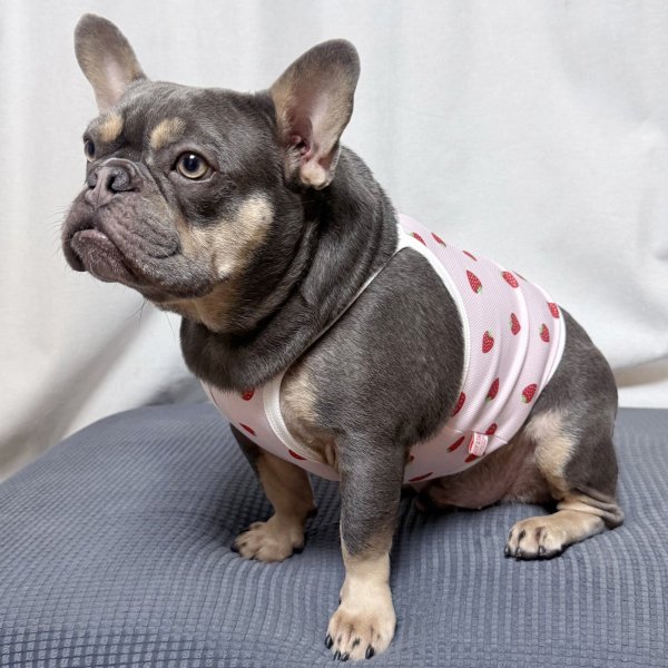 画像11: フレブル服  L XL 2XL 3XL 4XL 5XL 吸汗速乾 いちごメッシュ  クロップド タンクトップ 中型犬 大型犬 フレンチブルドッグ パグ 夏 doggystar ドッギースター 7月中旬発送 (11)