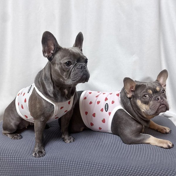 画像32: フレブル服  L XL 2XL 3XL 4XL 5XL 吸汗速乾 いちごメッシュ  クロップド タンクトップ 中型犬 大型犬 フレンチブルドッグ パグ 夏 doggystar ドッギースター 7月中旬発送 (32)