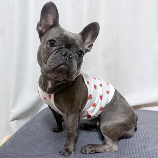 画像24: フレブル服  L XL 2XL 3XL 4XL 5XL 吸汗速乾 いちごメッシュ  クロップド タンクトップ 中型犬 大型犬 フレンチブルドッグ パグ 夏 doggystar ドッギースター 7月中旬発送 (24)