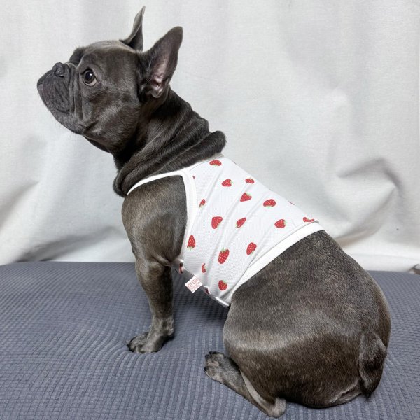 画像26: フレブル服  L XL 2XL 3XL 4XL 5XL 吸汗速乾 いちごメッシュ  クロップド タンクトップ 中型犬 大型犬 フレンチブルドッグ パグ 夏 doggystar ドッギースター 7月中旬発送 (26)