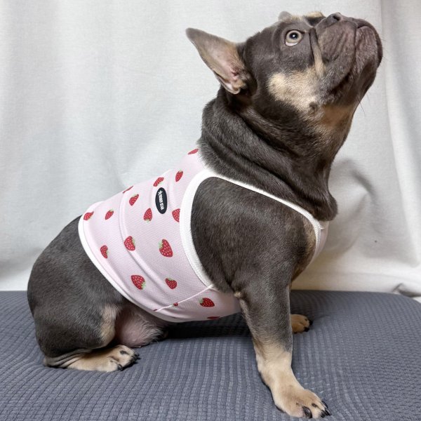 画像10: フレブル服  L XL 2XL 3XL 4XL 5XL 吸汗速乾 いちごメッシュ  クロップド タンクトップ 中型犬 大型犬 フレンチブルドッグ パグ 夏 doggystar ドッギースター 7月中旬発送 (10)