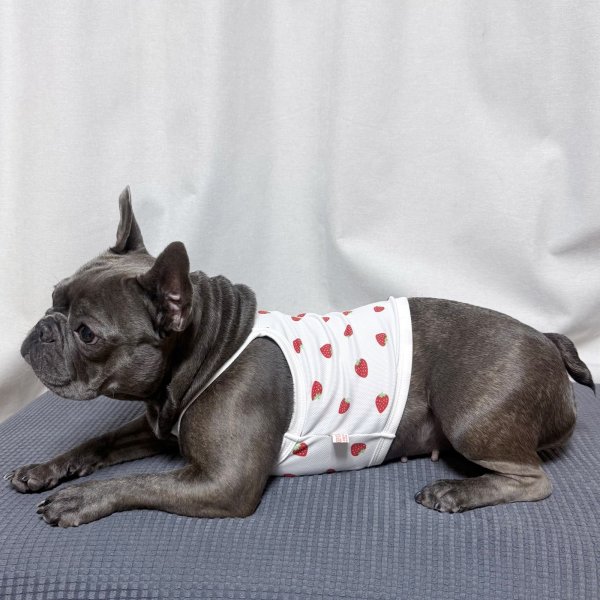 画像25: フレブル服  L XL 2XL 3XL 4XL 5XL 吸汗速乾 いちごメッシュ  クロップド タンクトップ 中型犬 大型犬 フレンチブルドッグ パグ 夏 doggystar ドッギースター 7月中旬発送 (25)