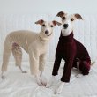 画像14: イタグレ  S M L XL 2XL 3XL  ベルベットキラキラ  ロンパース つなぎ 小型犬 中型犬 大型犬 春 秋 冬服 doggystar ドッギースター ９月初旬発送できます。 (14)