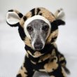 画像11: イタグレ服 S M L XL 2XL 3XL くまさん フリース ロンパース つなぎ 小型犬 中型犬 大型犬 冬服 韓国犬服 doggystar ドッギースター 9月初旬発送出来ます (11)