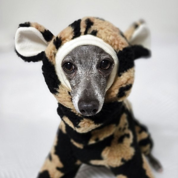 画像11: イタグレ服 S M L XL 2XL 3XL くまさん フリース ロンパース つなぎ 小型犬 中型犬 大型犬 冬服 韓国犬服 doggystar ドッギースター 9月初旬発送出来ます (11)