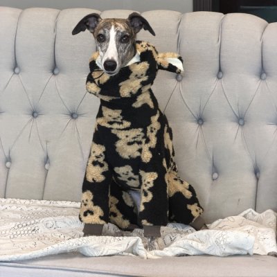 画像3: イタグレ服 S M L XL 2XL 3XL くまさん フリース ロンパース つなぎ 小型犬 中型犬 大型犬 冬服 韓国犬服 doggystar ドッギースター 9月初旬発送出来ます
