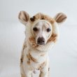 画像30: イタグレ服 S M L XL 2XL 3XL くまさん フリース ロンパース つなぎ 小型犬 中型犬 大型犬 冬服 韓国犬服 doggystar ドッギースター 9月初旬発送出来ます (30)