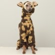画像3: イタグレ服 S M L XL 2XL 3XL くまさん フリース ロンパース つなぎ 小型犬 中型犬 大型犬 冬服 韓国犬服 doggystar ドッギースター 9月初旬発送出来ます (3)