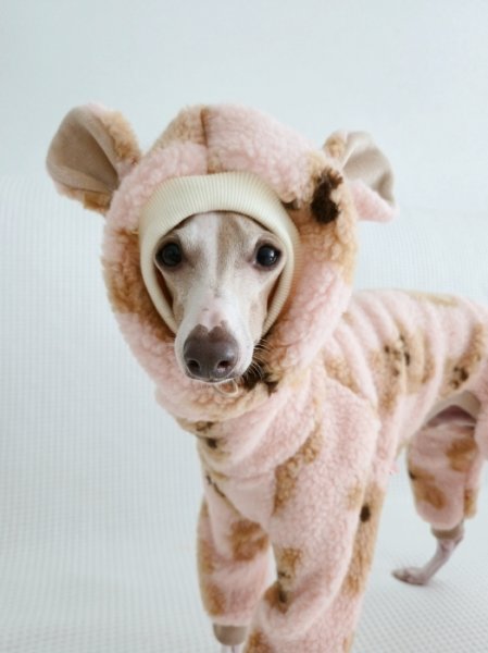 画像20: イタグレ服 S M L XL 2XL 3XL くまさん フリース ロンパース つなぎ 小型犬 中型犬 大型犬 冬服 韓国犬服 doggystar ドッギースター 9月初旬発送出来ます (20)