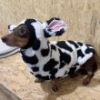 画像5: ダックスフンド 服 ウシさん ボアパーカー Ｔシャツ 小型犬 中型犬 S M L XL 春夏秋冬 ダックス おしゃれ 犬 洋服 doggystar ドッギースター 即日発送出来ます (5)