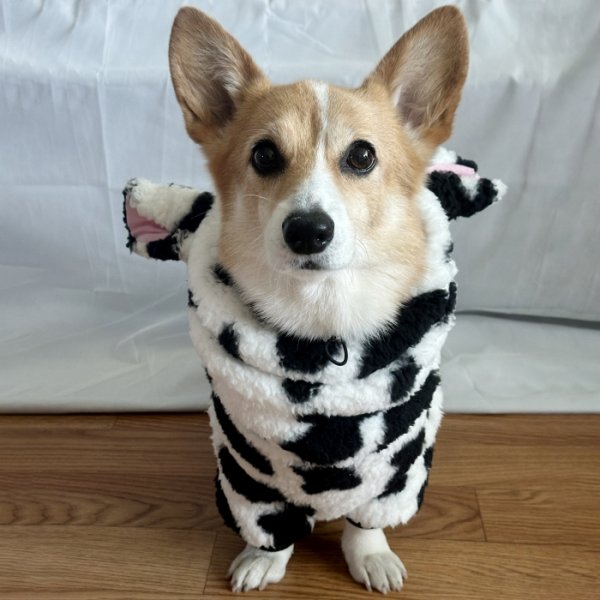画像1: ウェルシュ コーギー 服 ウシさんボアパーカー Tシャツ 2XL 3XL 4XL 5XL中型犬 大型犬 秋冬 コーギー おしゃれ 犬服 doggystar ドッギースター  即日発送出来ます (1)