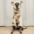 画像32: イタグレ服 S M L XL 2XL 3XL くまさん フリース ロンパース つなぎ 小型犬 中型犬 大型犬 冬服 韓国犬服 doggystar ドッギースター 9月初旬発送出来ます (32)
