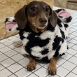 画像2: ダックスフンド 服 ウシさん ボアパーカー Ｔシャツ 小型犬 中型犬 S M L XL 春夏秋冬 ダックス おしゃれ 犬 洋服 doggystar ドッギースター 即日発送出来ます (2)