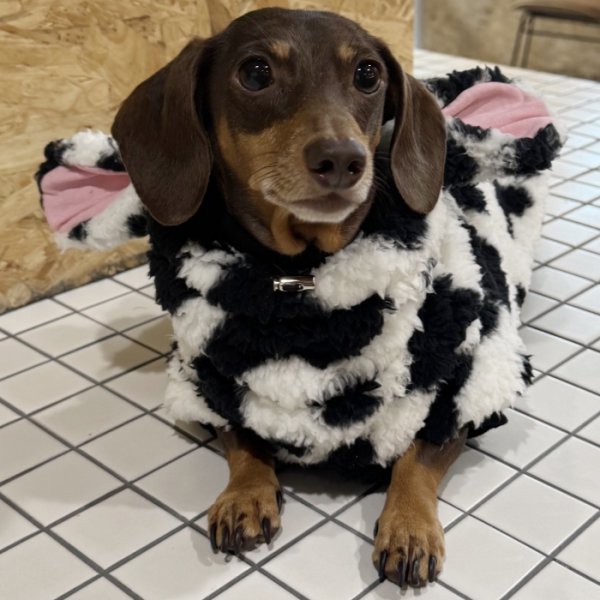 画像2: ダックスフンド 服 ウシさん ボアパーカー Ｔシャツ 小型犬 中型犬 S M L XL 春夏秋冬 ダックス おしゃれ 犬 洋服 doggystar ドッギースター 即日発送出来ます (2)
