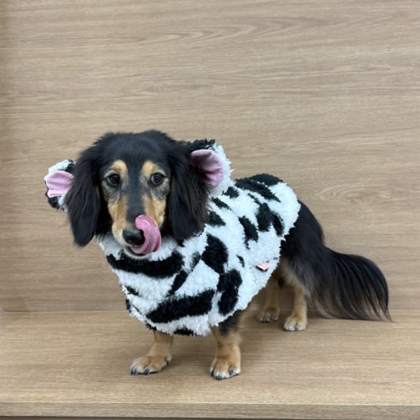 画像6: ダックスフンド 服 ウシさん ボアパーカー Ｔシャツ 小型犬 中型犬 S M L XL 春夏秋冬 ダックス おしゃれ 犬 洋服 doggystar ドッギースター 即日発送出来ます (6)