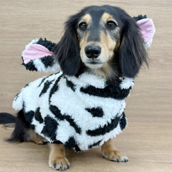 画像7: ダックスフンド 服 ウシさん ボアパーカー Ｔシャツ 小型犬 中型犬 S M L XL 春夏秋冬 ダックス おしゃれ 犬 洋服 doggystar ドッギースター 即日発送出来ます (7)