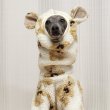 画像36: イタグレ服 S M L XL 2XL 3XL くまさん フリース ロンパース つなぎ 小型犬 中型犬 大型犬 冬服 韓国犬服 doggystar ドッギースター 9月初旬発送出来ます (36)