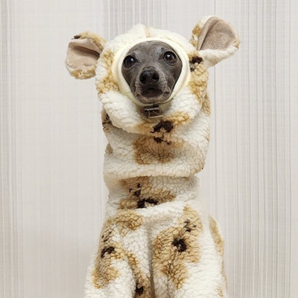 画像36: イタグレ服 S M L XL 2XL 3XL くまさん フリース ロンパース つなぎ 小型犬 中型犬 大型犬 冬服 韓国犬服 doggystar ドッギースター 9月初旬発送出来ます (36)